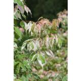 Kirjosaarnivaahtera Flamingo