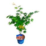 Koreanvaahtera North Wind®