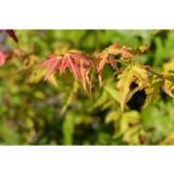 Japaninvaahtera Bi Hoo