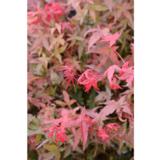 Japaninvaahtera Deshojo