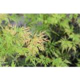 Japaninvaahtera Emerald Lace