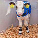 Vasikan jalkalasta Delaval CS22, 1 kpl