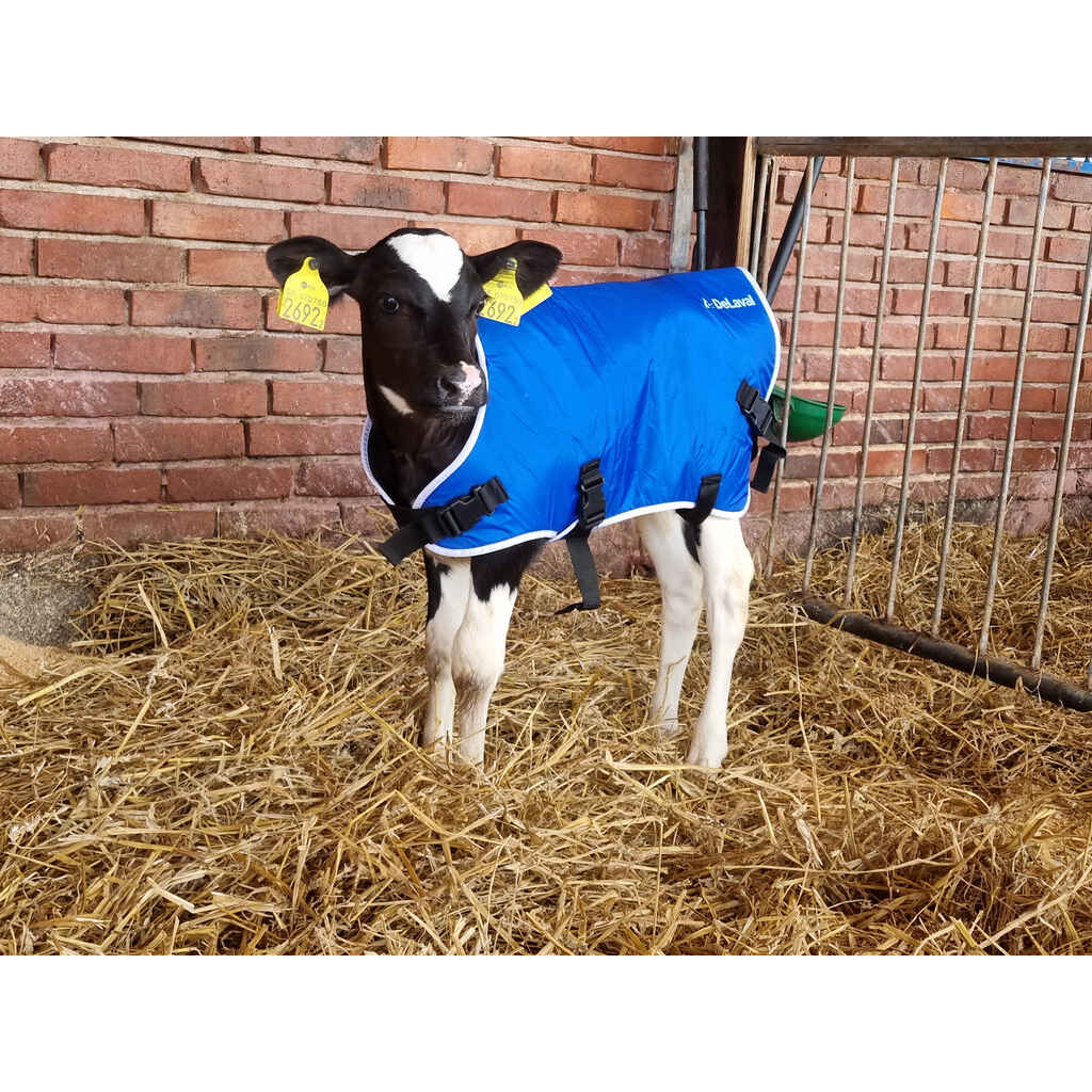 Vasikkatakki pieni 20-35 kg muovisoljilla