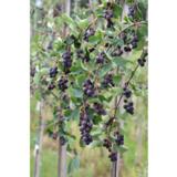 Marjatuomipihlaja, astiakoko 3L