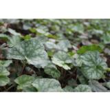 Amerikankeijunkukka Dale's Strain