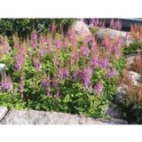 Kääpiöjaloangervo Pumila