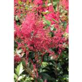 Jaloangervo Montgomery