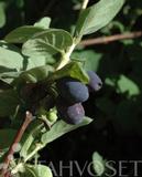 Makeasinikuusama Atut, astiakoko 3L