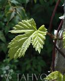 Humala Aurea, astiakoko 2L