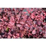 Purppurahappomarja Pink Queen, astiataimi