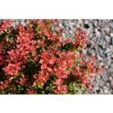 Purppurahappomarja Admiration, astiataimi