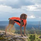 Back on Track Eddie koiran fleecepaita