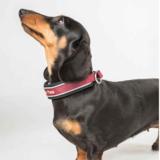 Back on Track Charlie koiran kaulapanta