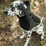 Back on Track Benji koiran kauluri