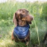 Back on Track koiran viilennyshuivi