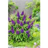 Syyssyrikkä Butterfly Candy® Little Purple, astiakoko 2L