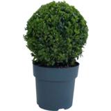 Puksipuu pallo, myyntileveys 23-25 cm