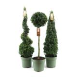 Puksipuulajitelma, XL-kokoinen muotoiltu