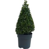 Puksipuu pyramidi, myyntikorkeus 35-40 cm