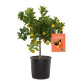 Sitruspuu 20 cm ruukussa