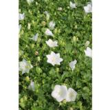 Karpaattienkello Weisse Clips