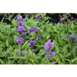 Kääpiöpeurankello Acaulis