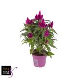 Kukonharja Purple 12 cm ruukussa