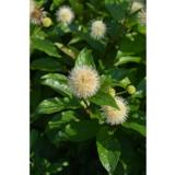 Keräpensas Fiber Optics™, astiakoko 3L