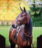 Classic valmennussuitset ja obersekki nahkaa