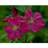 Tarhaviinikärhö Etoile Violette, astiakoko 1L