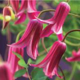 Tarhalyhtykärhö Princess Diana, astiakoko 1L