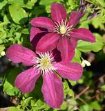 Loistokärhö Niobe, astiakoko 1L