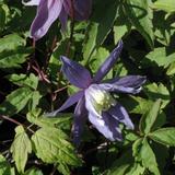 Alppikärhö, astiakoko 1L