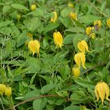 Kiinankeltakärhö, astiakoko 2L