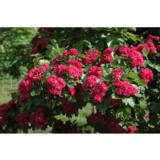 Ruusuorapihlaja Paul's Scarlet