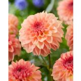 Daalia Sebastian 1 kpl/pussi