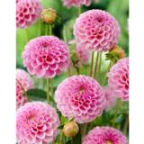 Daalia Stolze von Berlin 1 kpl/pussi