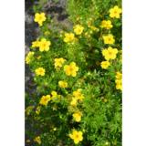 Pensashanhikki Goldfinger, astiakoko 3L