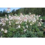 Kesäpikkusydän Alba