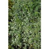 Suikerosorvarinpensas Variegata, astiakoko 2L