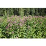 Purppurapunalatva Phantom