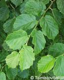 Euroopanpähkinäpensas, astiakoko 3L