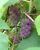 Viiniköynnös Fabel, astiakoko 2L