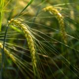 Feedway kaksitahoinen ohra luomu 800kg