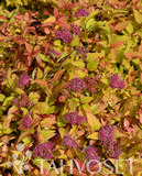 Keltajapaninangervo Firelight, astiakoko 2L