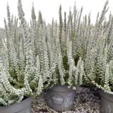 Calluna Fluffy 12 cm