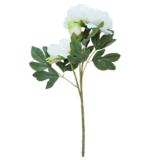 Pionikimppu 51 cm valkoinen