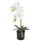 Orkidea 55 cm ruukussa valkoinen