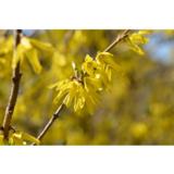 Jalo-onnenpensas Northern Gold rungollinen