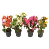 Bougainvillea
